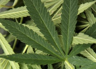 When it comes to the CBD bandwagon, look before you leap!