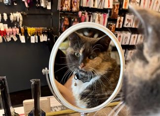 Medusas' cat Tiffany Von Katze