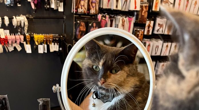 Medusas' cat Tiffany Von Katze